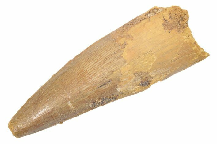 Spinosaurus Tooth - Real Dinosaur Tooth #189232